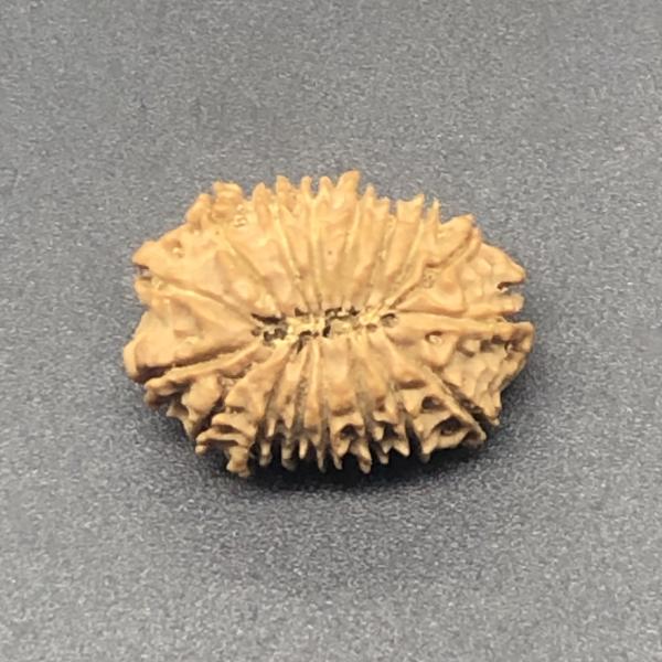 17 Mukhi Nepal Rudraksha Seventeen Face 25.52mm 3.11Gms