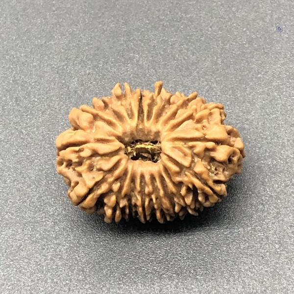18 Mukhi Nepal Rudraksha Eighteen Face 27.72mm 4.24 GMS