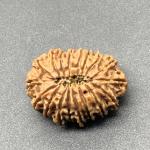 18 Mukhi Nepal Rudraksha Eighteen Face 27.72mm 4.24 GMS