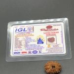 18 Mukhi Nepal Rudraksha Eighteen Face 25.25mm 2.96 GMS