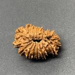 18 Mukhi Nepal Rudraksha Eighteen Face 25.45mm 2.75 GMS