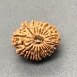 18 Mukhi Nepal Rudraksha Eighteen Face 24.20mm 3.77 GMS