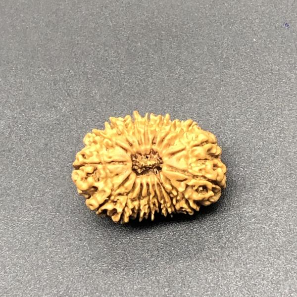 18 Mukhi Nepal Rudraksha Eighteen Face 25.16mm 2.45 GM