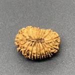 18 Mukhi Nepal Rudraksha Eighteen Face 25.16mm 2.45 GM