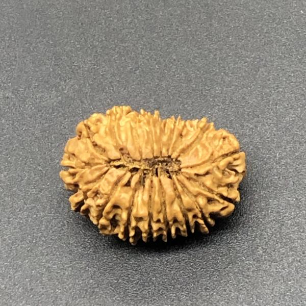 18 Mukhi Nepal Rudraksha Eighteen Face 25.16mm 2.45 GM