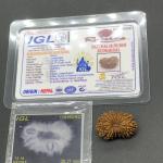 18 Mukhi Nepal Rudraksha Eighteen Face 26.37mm 3.02 GMS