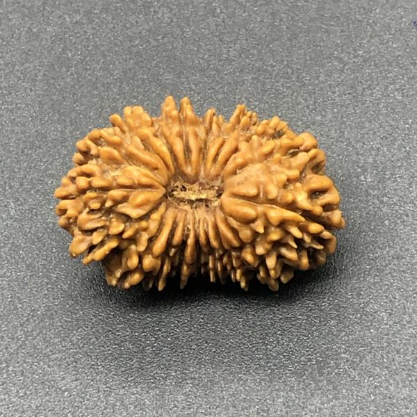 18 Mukhi Nepal Rudraksha Eighteen Face 26.37mm 3.02 GMS