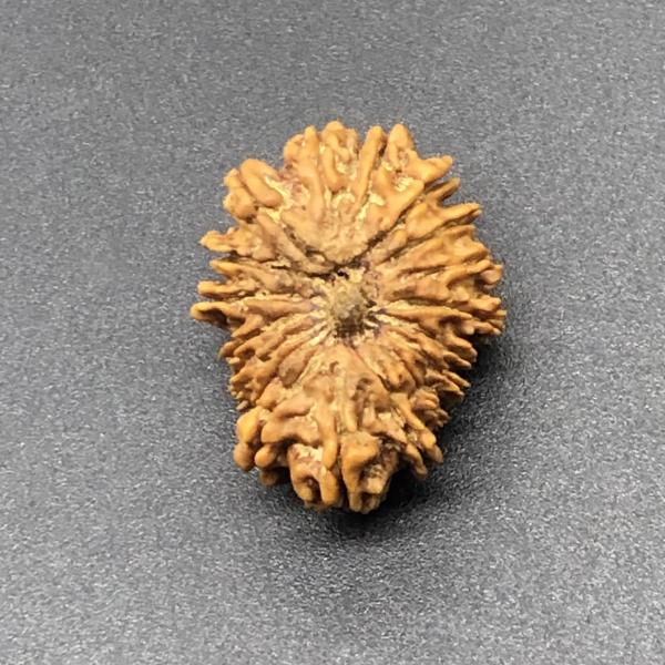18 Mukhi Nepal Rudraksha Eighteen Face 25.15mm 2.77 GMS