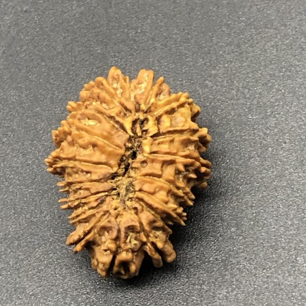 18 Mukhi Nepal Rudraksha Eighteen Face 25.15mm 2.77 GMS
