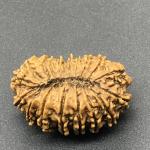 18 Mukhi Nepal Rudraksha Eighteen Face 31.54mm 4.63 GMS