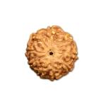 9 Mukhi Indonesian Rudraksha Big