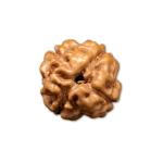 4 Mukhi Indonesian Rudraksha Big