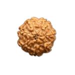 7 Mukhi Indonesian Rudraksha Big
