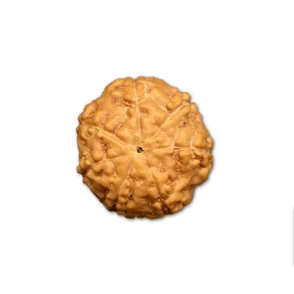 7 Mukhi Indonesian Rudraksha Small