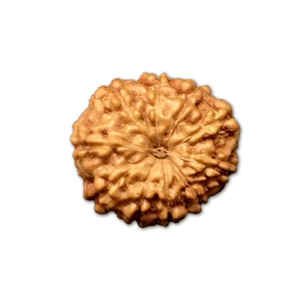 10 Mukhi Indonesian Rudraksha Big