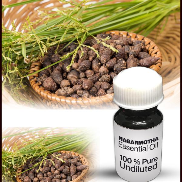 Nagarmotha Essential Oil