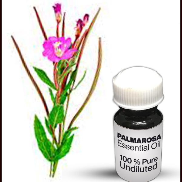 Ajwain Essential Oil