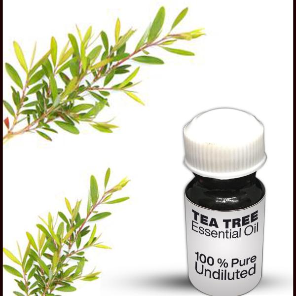 Tea Tree Essential Oil