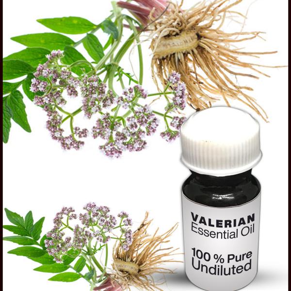 Ajwain Essential Oil