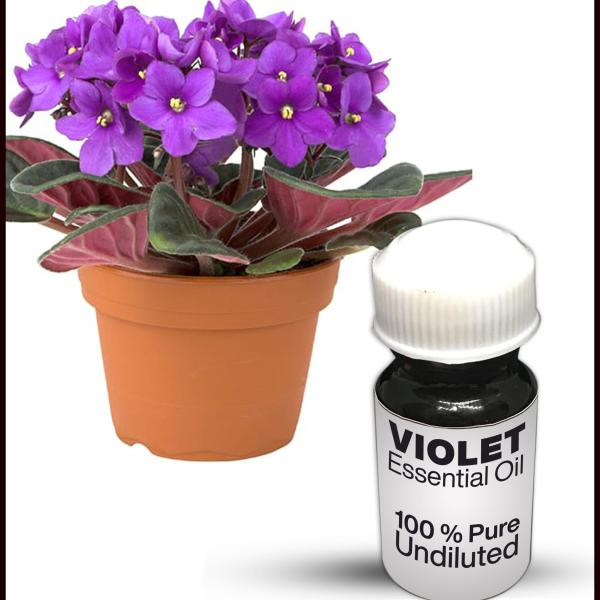 Violet Essential Oil