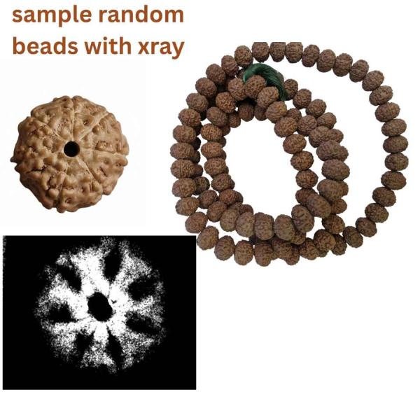 7 Mukhi Rudraksha Mala – 108+1 Beads (Indonesian Origin, 11–15mm)