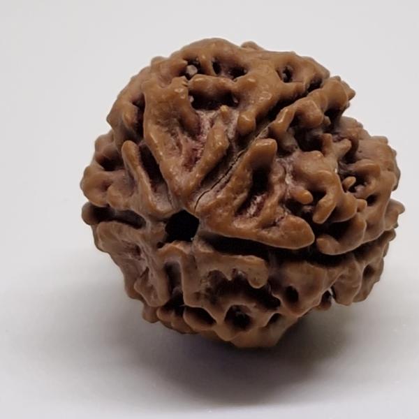 5 Mukhi Nepal Rudraksha Premium Quality - Shivaratri Special- 6 piece